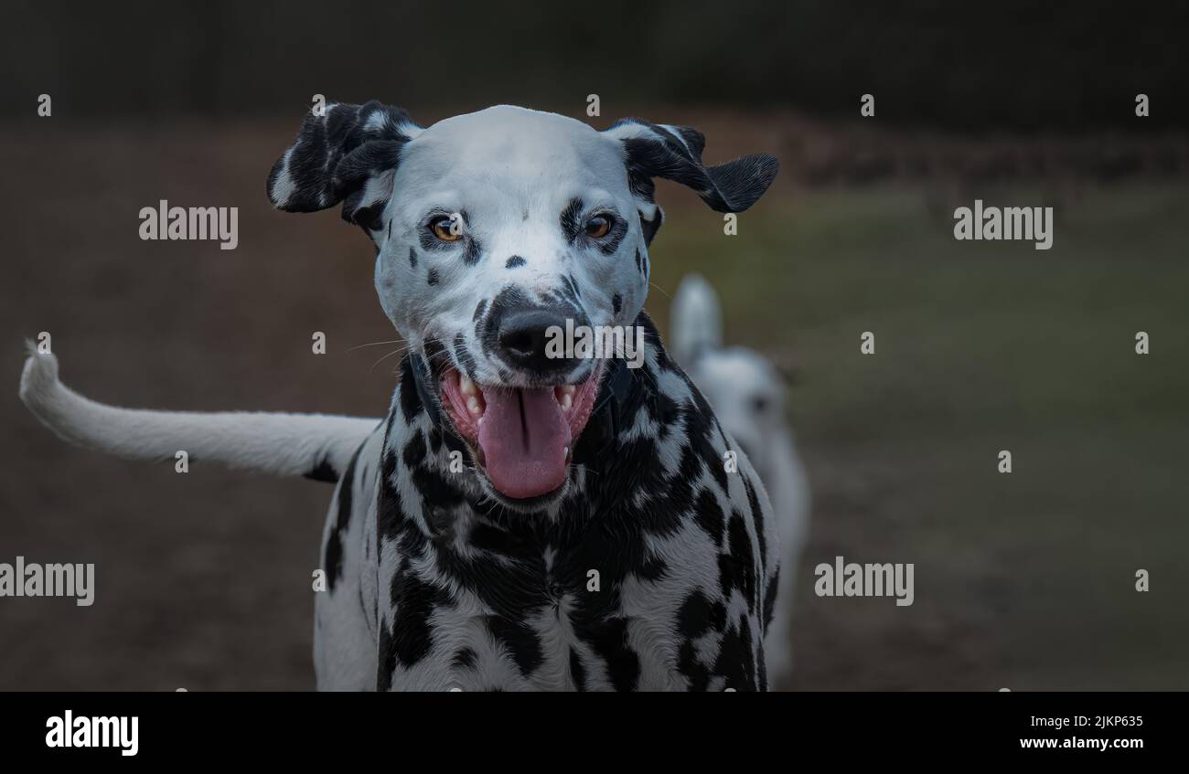 PRIMO PIANO DI UNA DALMAZIA PIENA DI CRESCITA FELICE CON OCCHI MOZZAFIATO, BOCCA APERTA E UNO SFONDO SFOCATO NELLA ZONA MARYMOOR OFF GUINZAGLIO A REDMOND WASHINGTON Foto Stock