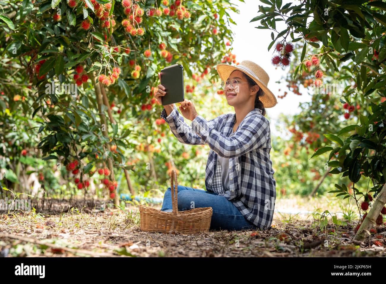 Asia Donna agricoltore Rambutan frutta Farmer controllo qualità del prodotto Rambutan utilizzando tablet o smartphone, femmina agricoltore in possesso di rambutan da biologico Foto Stock