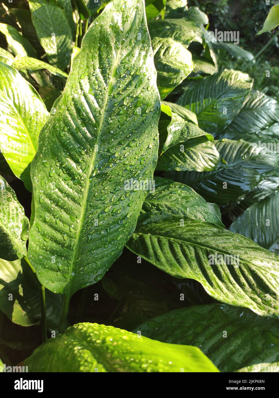 Un primo piano di un giglio di pace (Spathiphyllum cochlearispathum) foglie di fiore con gocce d'acqua Foto Stock