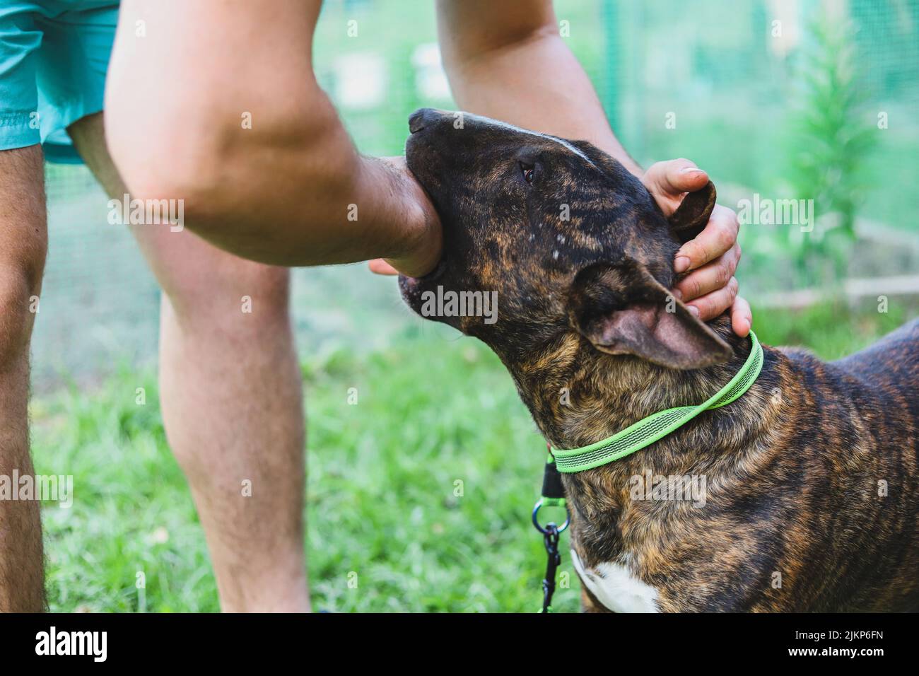 Bull Terrier morde la mano di un uomo. Aggressione del cane. Messa a fuoco selettiva Foto Stock