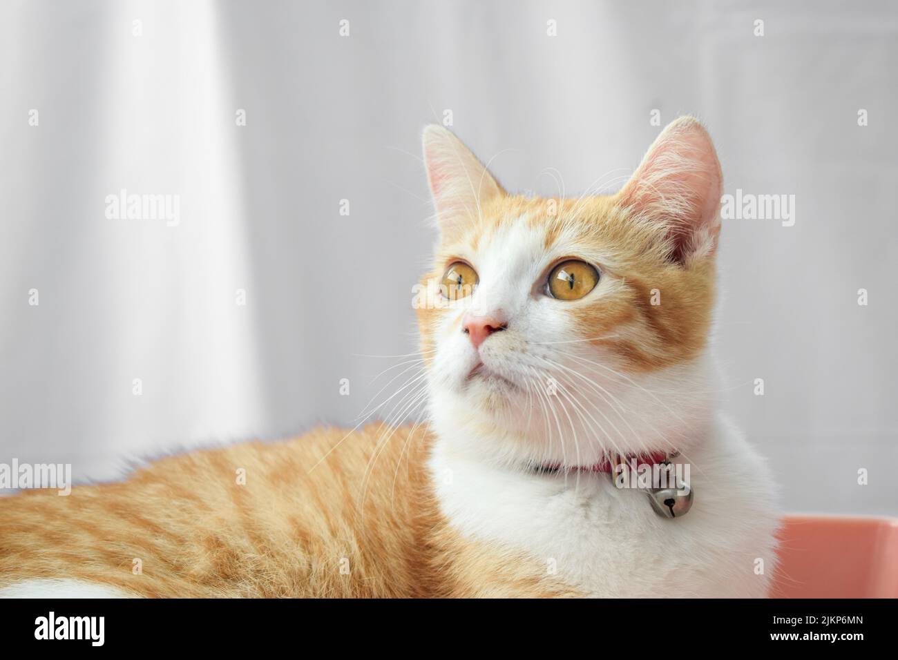 Un adorabile gatto giavanese con un collare di metallo Foto Stock