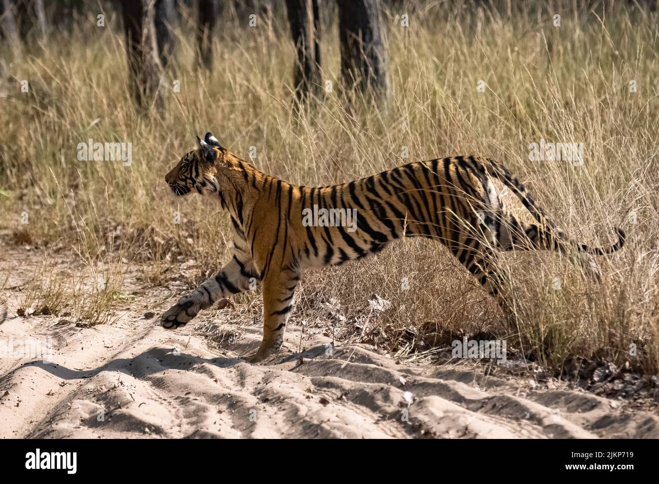 Una giovane tigre che corre dopo una preda nella foresta in India, Madhya Pradesh Foto Stock