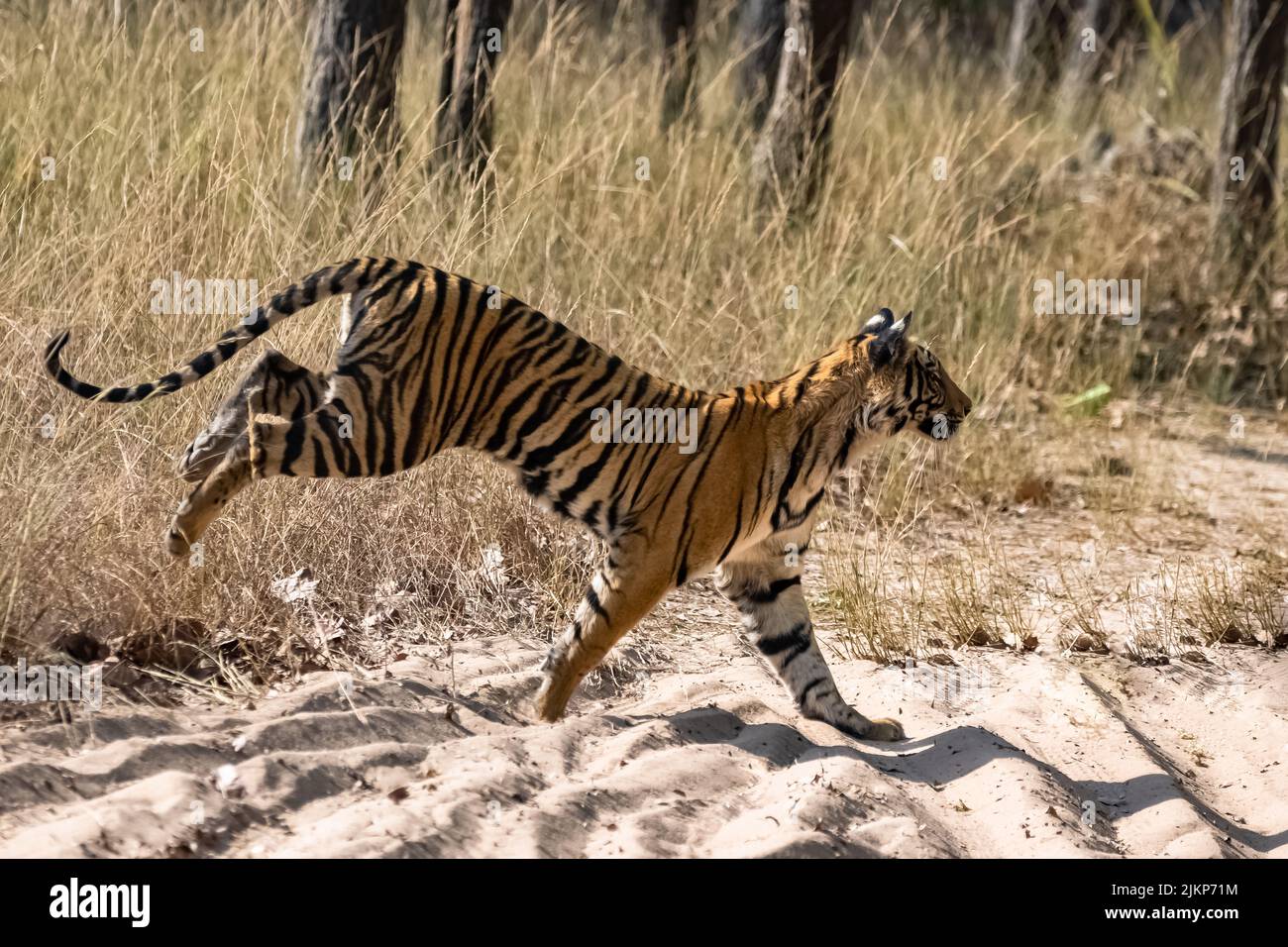 Una giovane tigre che corre dopo una preda nella foresta in India, Madhya Pradesh Foto Stock