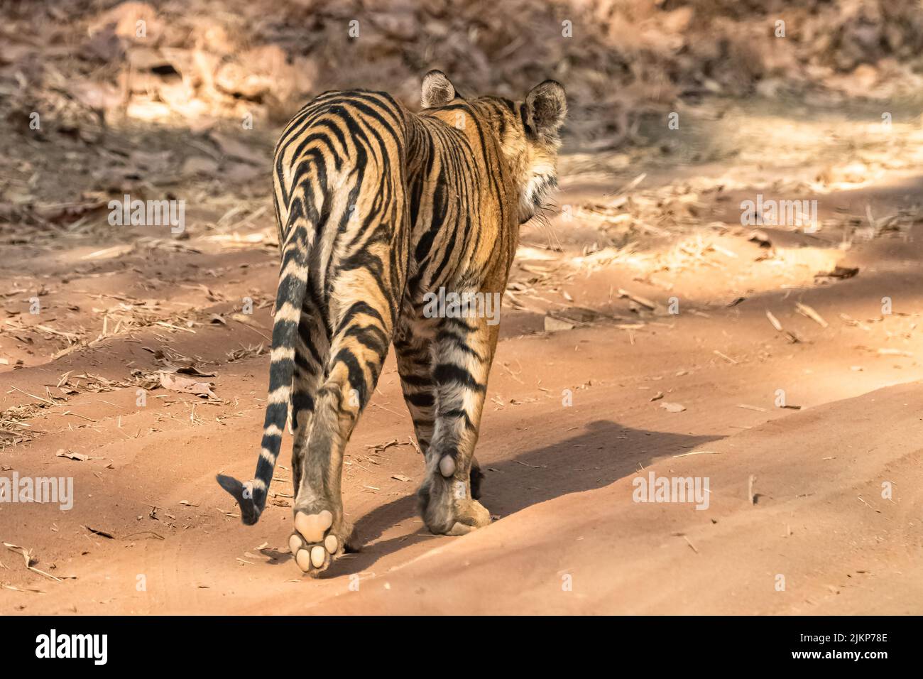 Una giovane tigre che cammina indietro nella foresta in India, Madhya Pradesh, con l'impronta della sua zampa Foto Stock