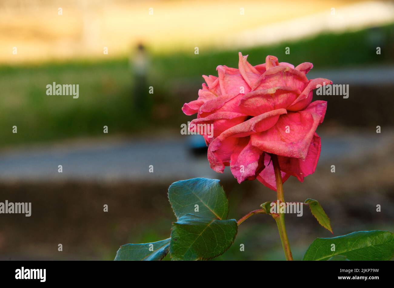 Una messa a fuoco poco profonda primo piano di rosa in giardino Foto Stock