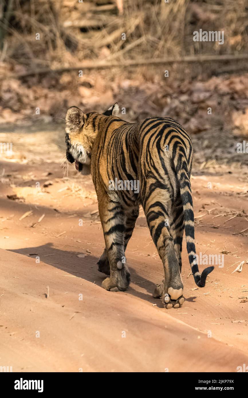 Una giovane tigre che cammina indietro nella foresta in India, Madhya Pradesh, con l'impronta della sua zampa Foto Stock