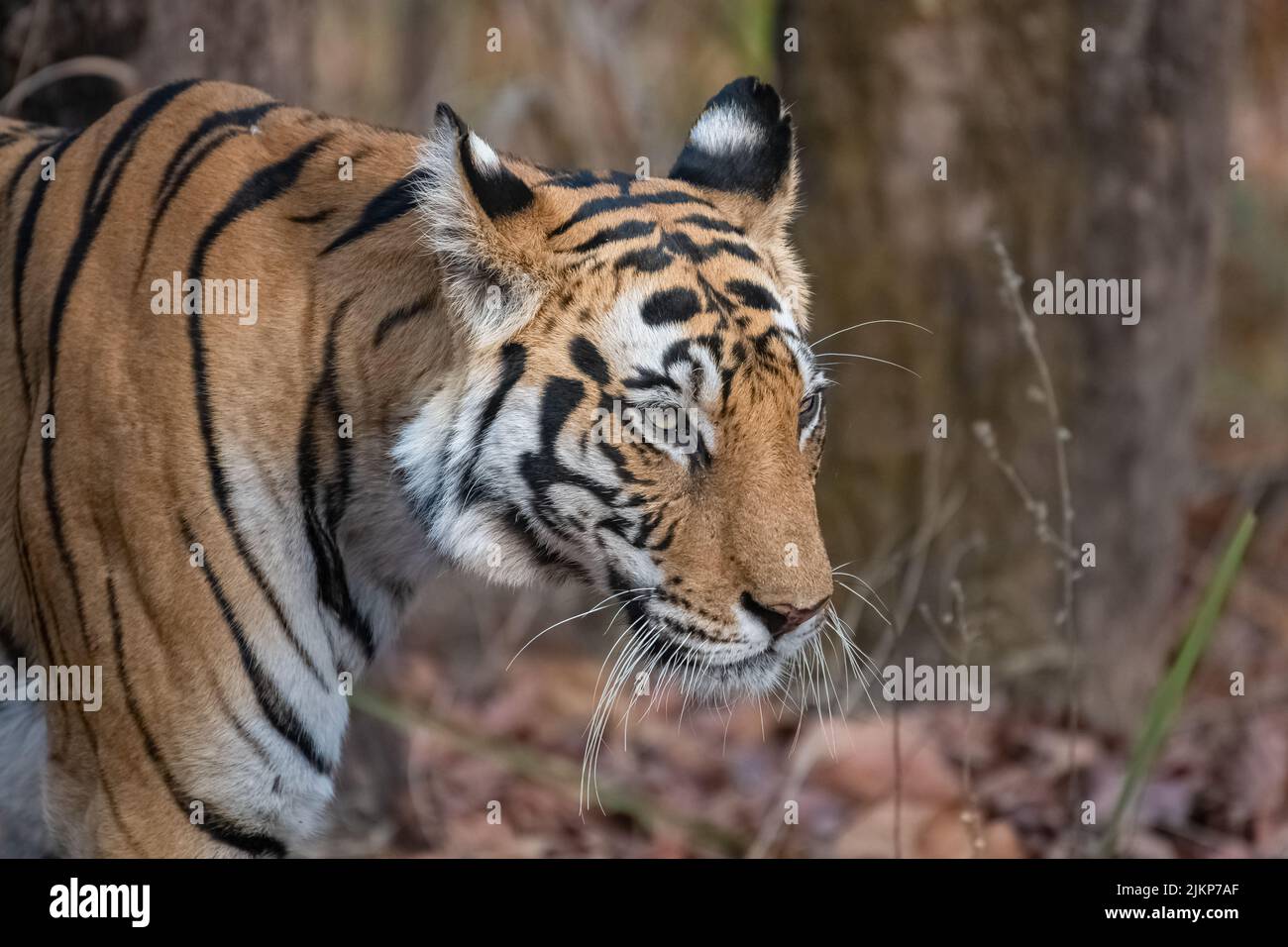 Una tigre che cammina nella foresta in India, Madhya Pradesh Foto Stock
