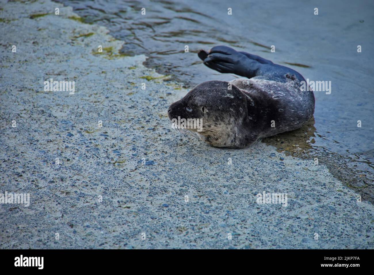 Sigillo del bambino abbandonato sulla riva del mare in attesa di sua madre Foto Stock