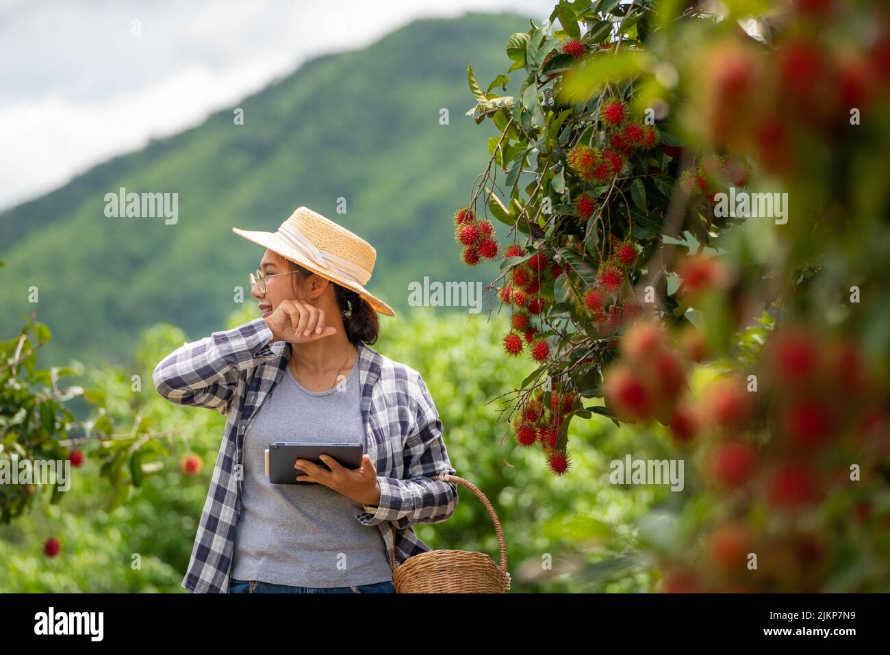 Donna Farmer stanca quando lavora con Tablet per il controllo della qualità della frutta Rambutan al giardino di Farming verde Foto Stock