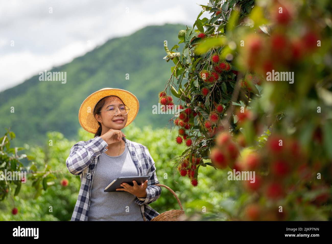 Donna Farmer stanca quando lavora con Tablet per il controllo della qualità della frutta Rambutan al giardino di Farming verde Foto Stock