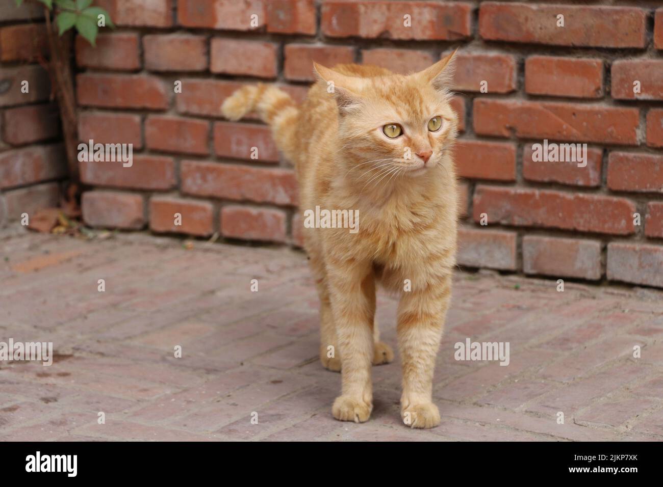 Un primo piano di un gatto carino in un giardino in una giornata di sole Foto Stock
