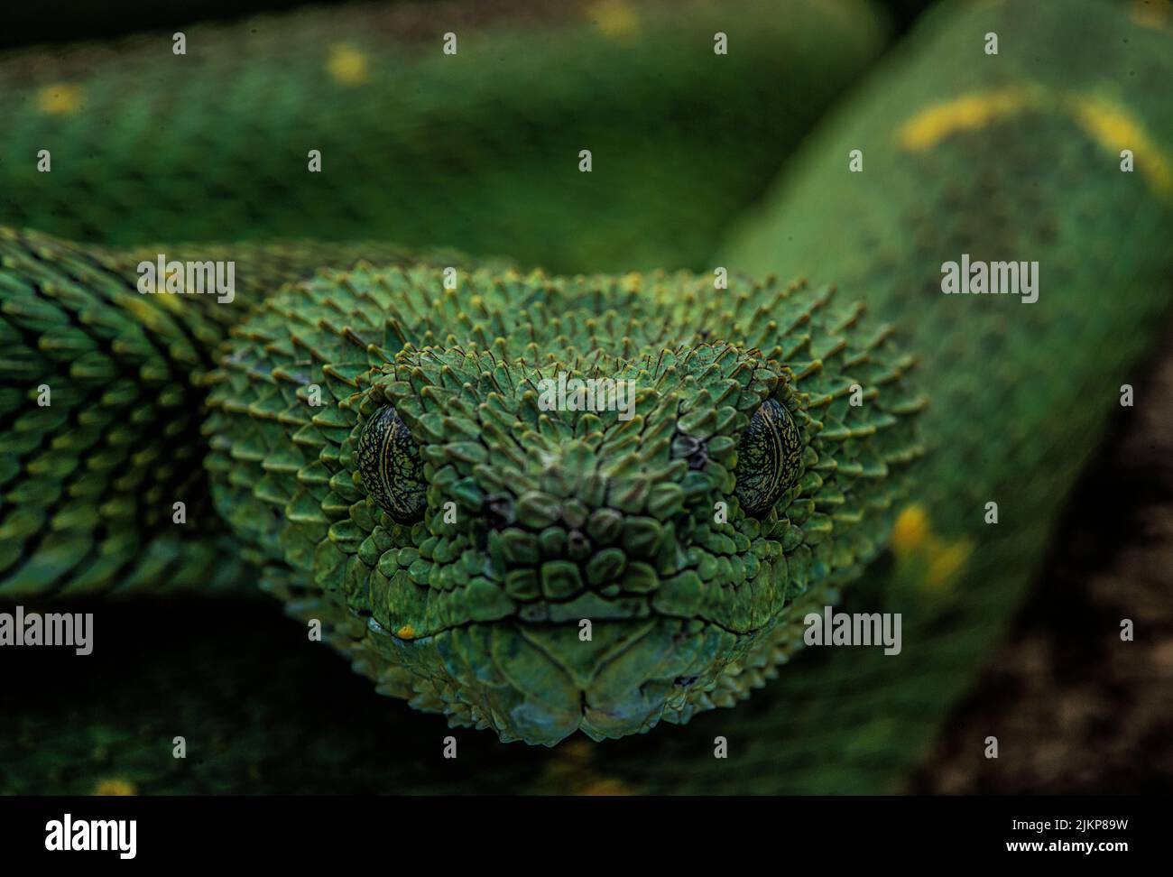 Un primo piano di un serpente verde vipera isolato su uno sfondo sfocato Foto Stock