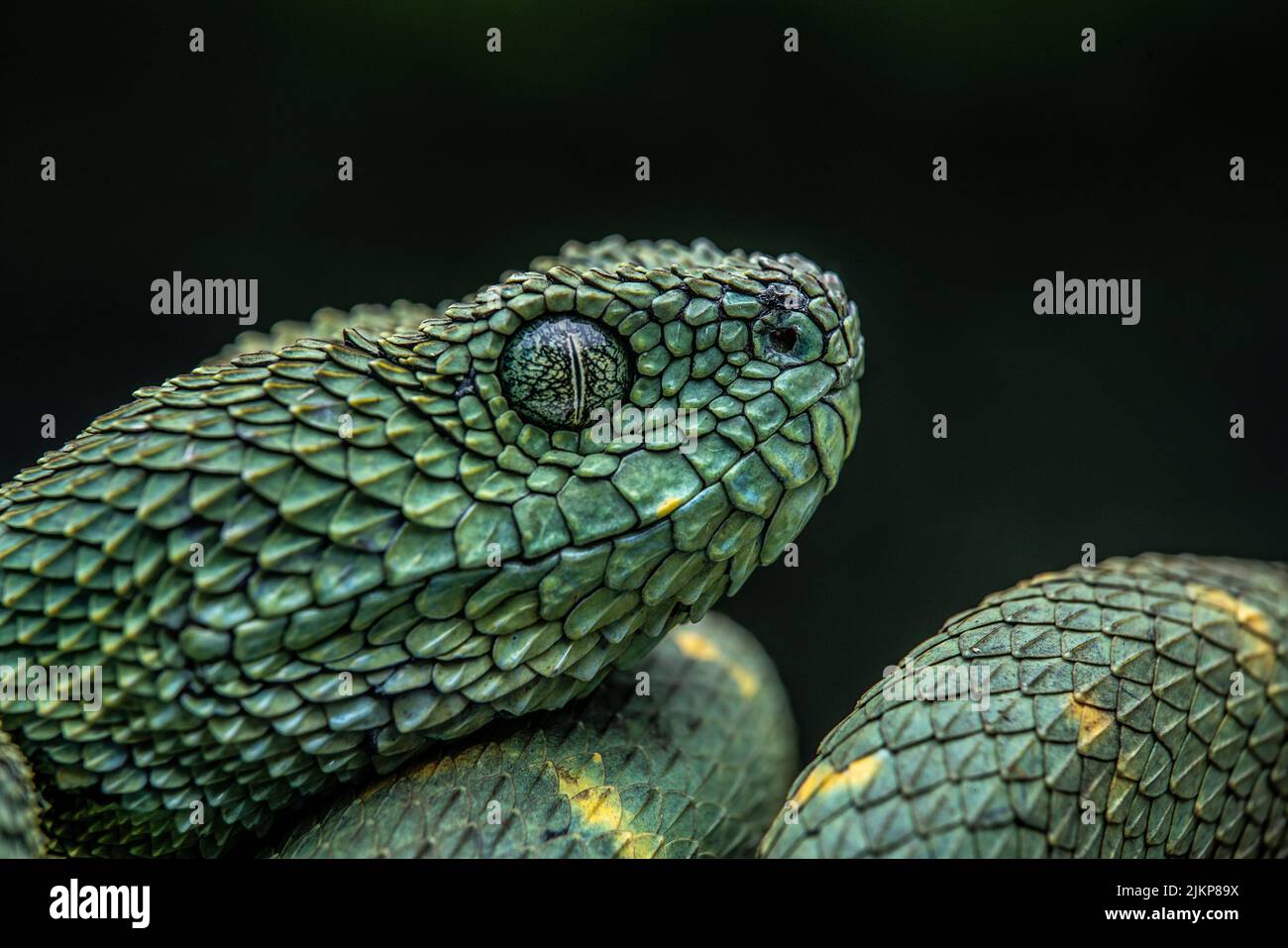 Un primo piano di un serpente verde vipera isolato su uno sfondo nero Foto Stock