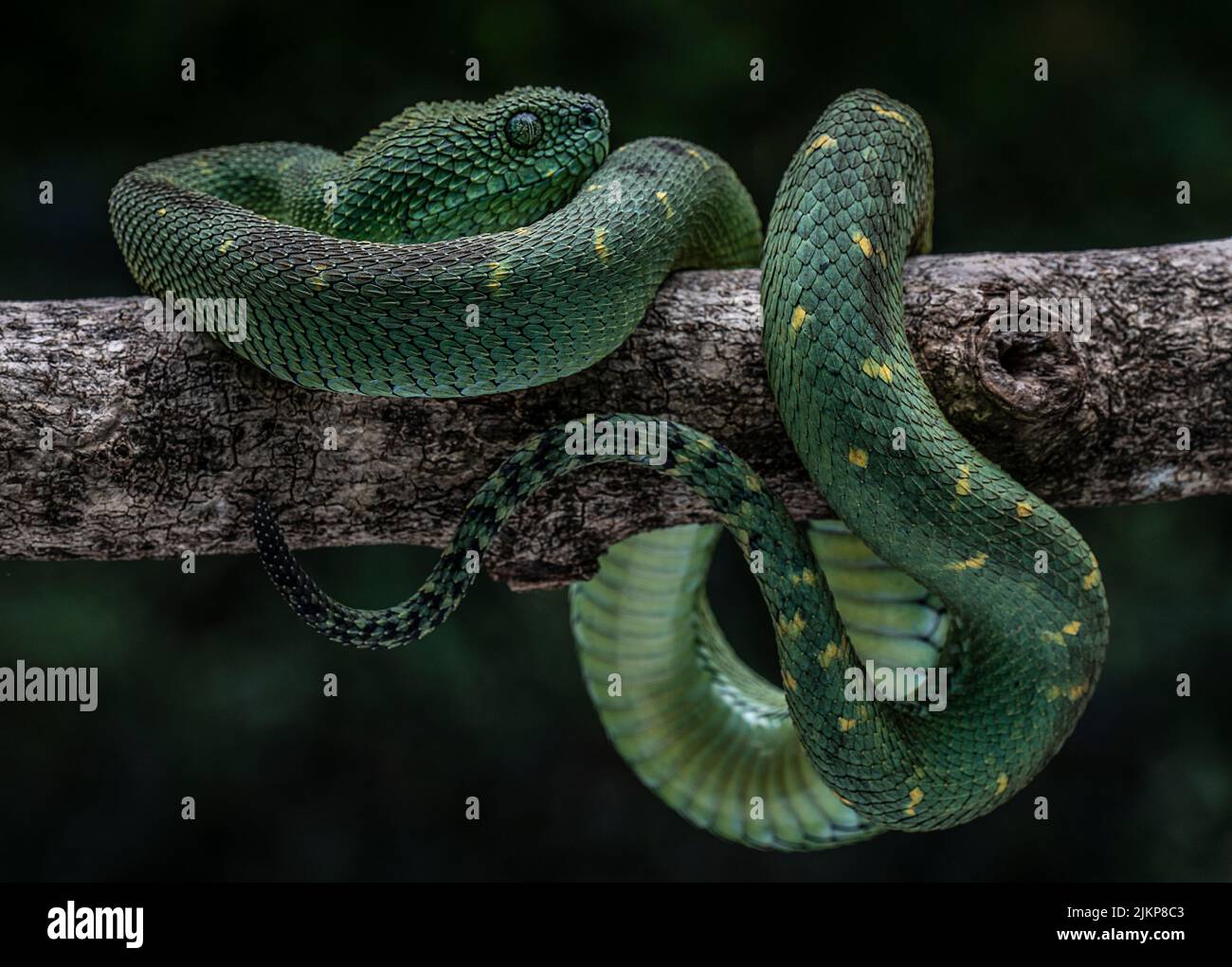 Un primo piano di un serpente verde vipera isolato su uno sfondo sfocato Foto Stock