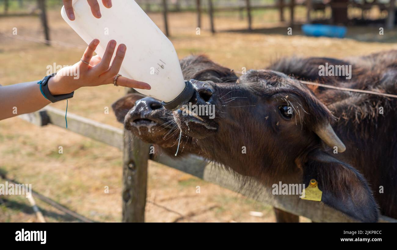 Una bella foto di donne adulte che allattano i vitelli di bufala in fattoria in una bella giornata di sole Foto Stock