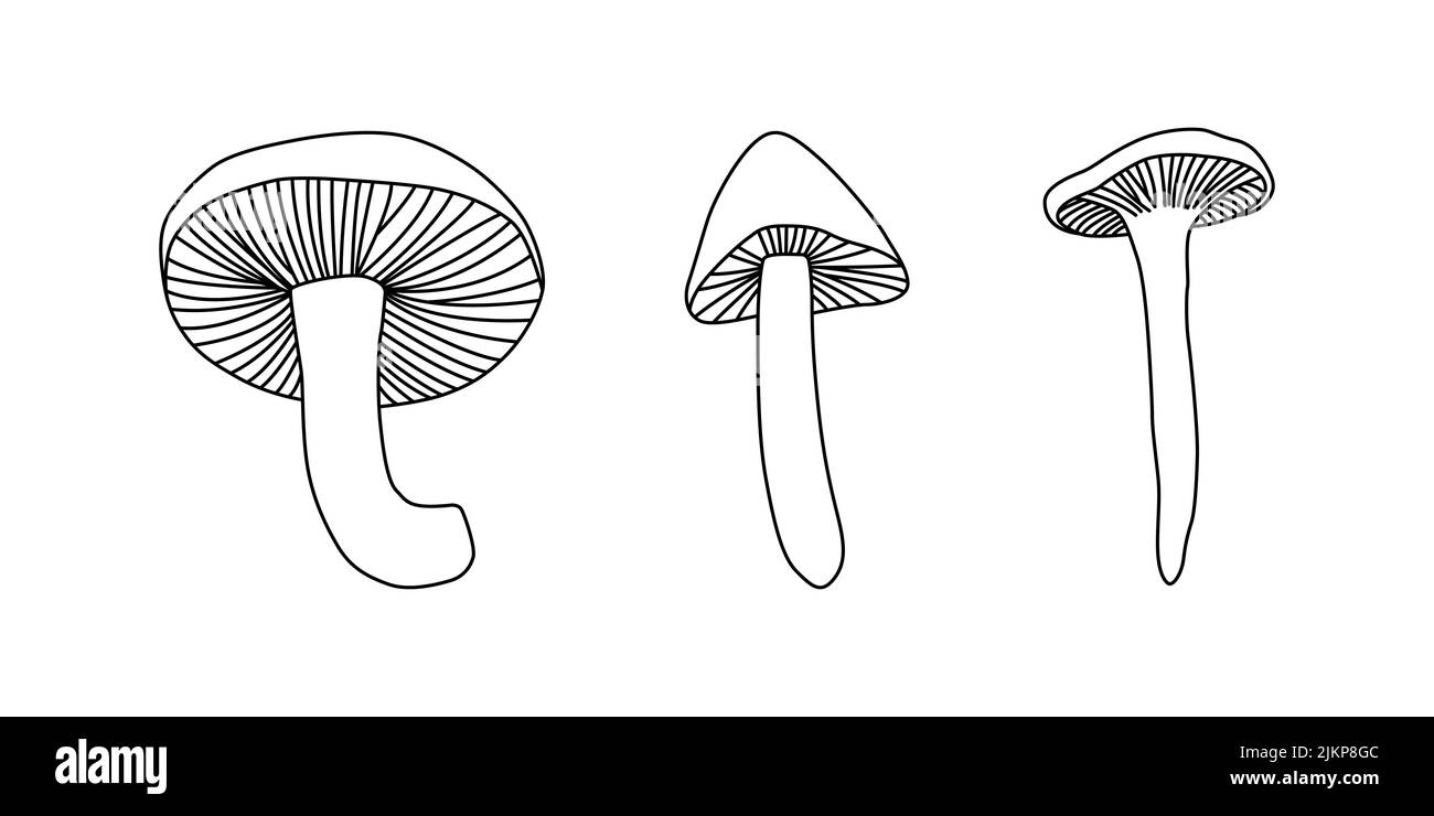 illustrazione con funghi sfondo bianco pulsante isolato. Vintage. Illustrazione vettoriale Illustrazione Vettoriale