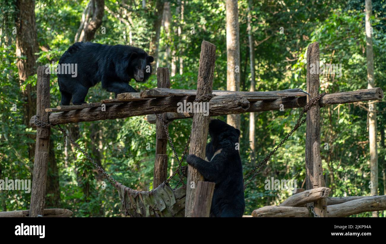 Gli orsi neri giocano nello zoo Foto Stock