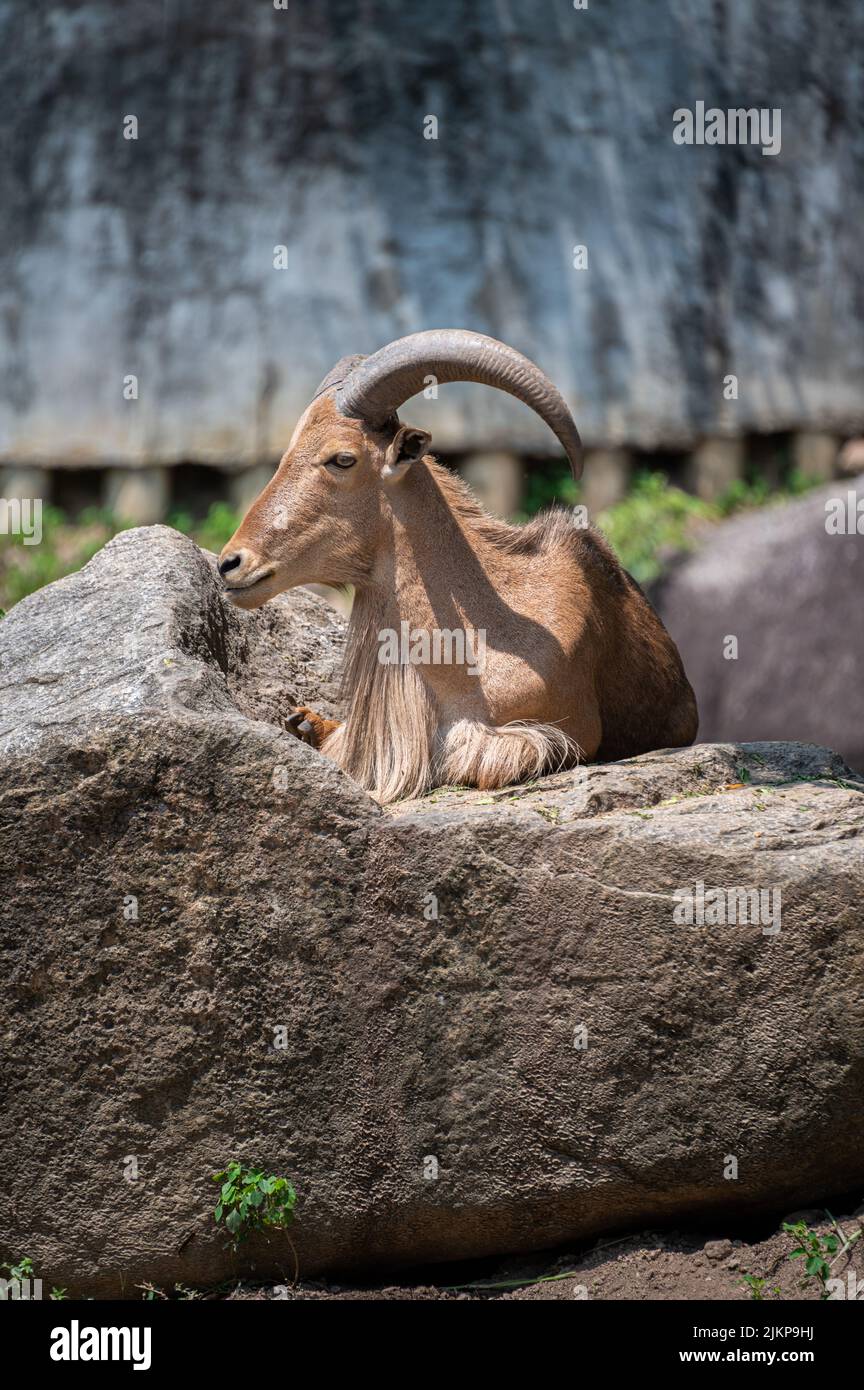Primo piano di una pecora di Barbaria che si stesa su una roccia Foto Stock