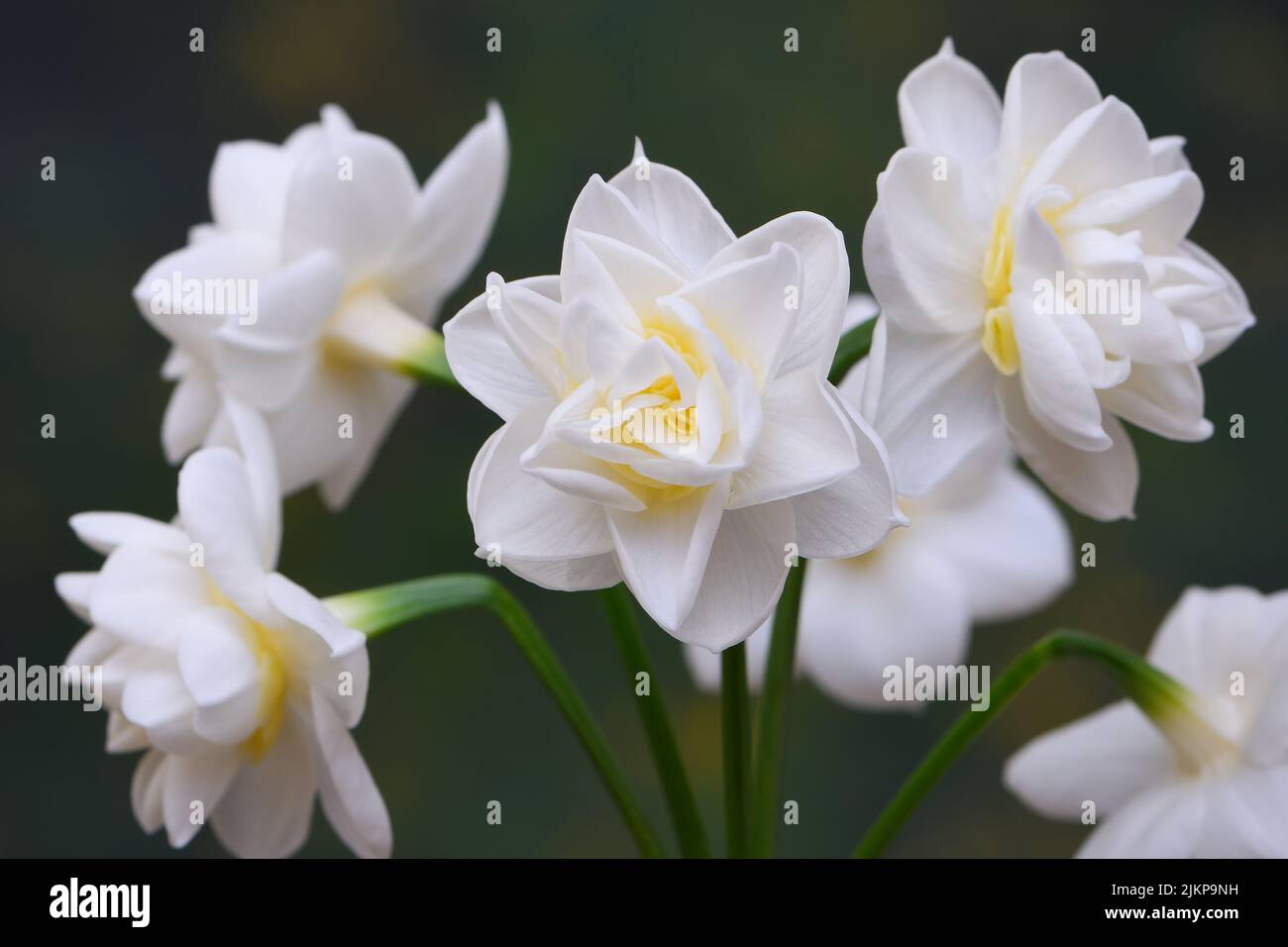 Un primo piano di Jonquil Erlicheer bianco -Jonquil narcissus ibrido- fiori in morbido, verde scuro illuminazione d'atmosfera; catturato in uno Studio Foto Stock