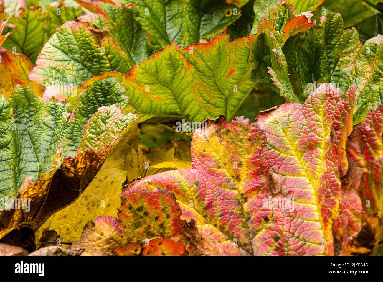 Un primo piano della pianta di Rheum Rhabarbarum Foto Stock