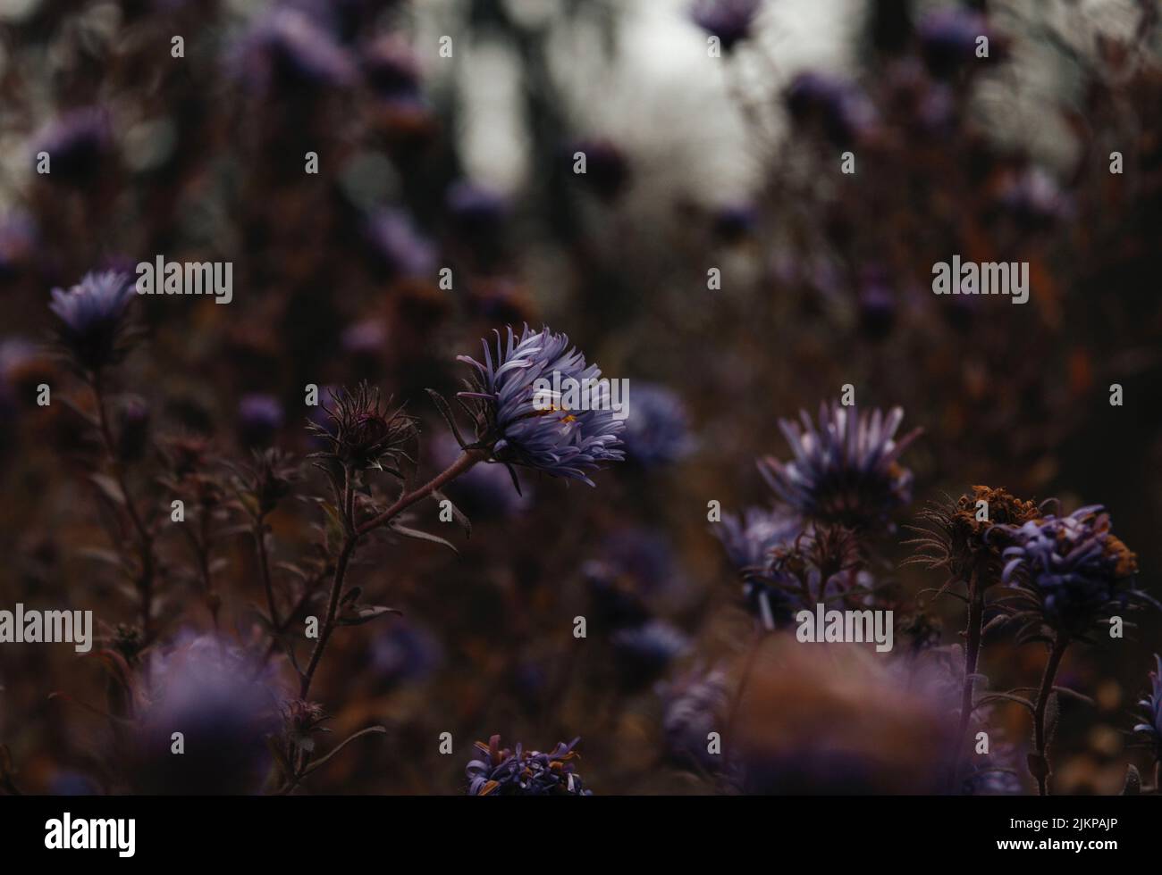 Un primo piano di tenera pecora viola (Jasione montana) fiori in un campo nella loro piena fioritura Foto Stock
