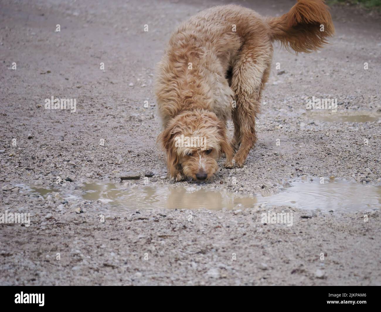 Un primo piano di un cane d'acqua italiano che beve da una pozza d'acqua soffocata Foto Stock