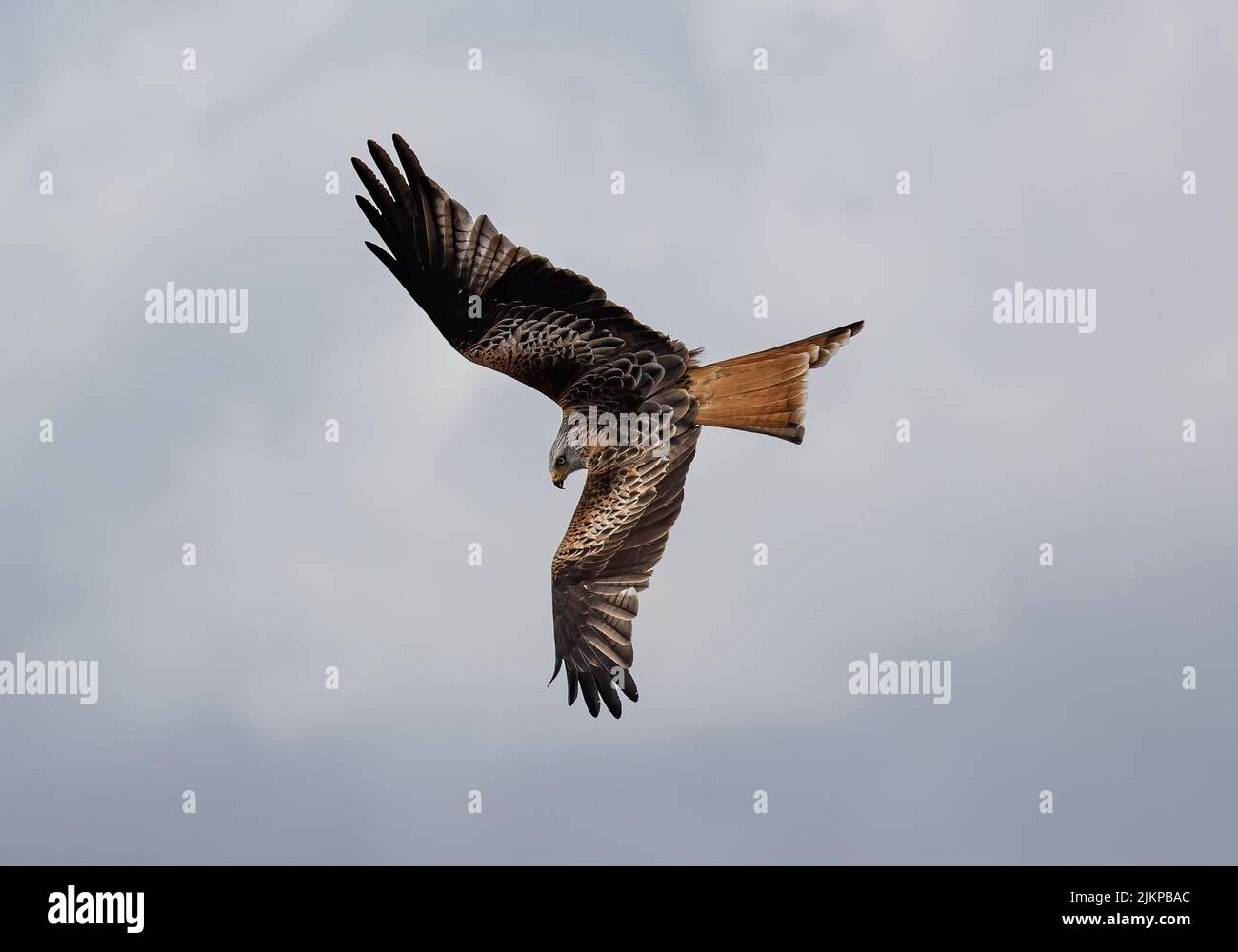 Un impressionante scatto di un aquilone rosso con le ali aperte che guardano verso il basso in un volo Foto Stock