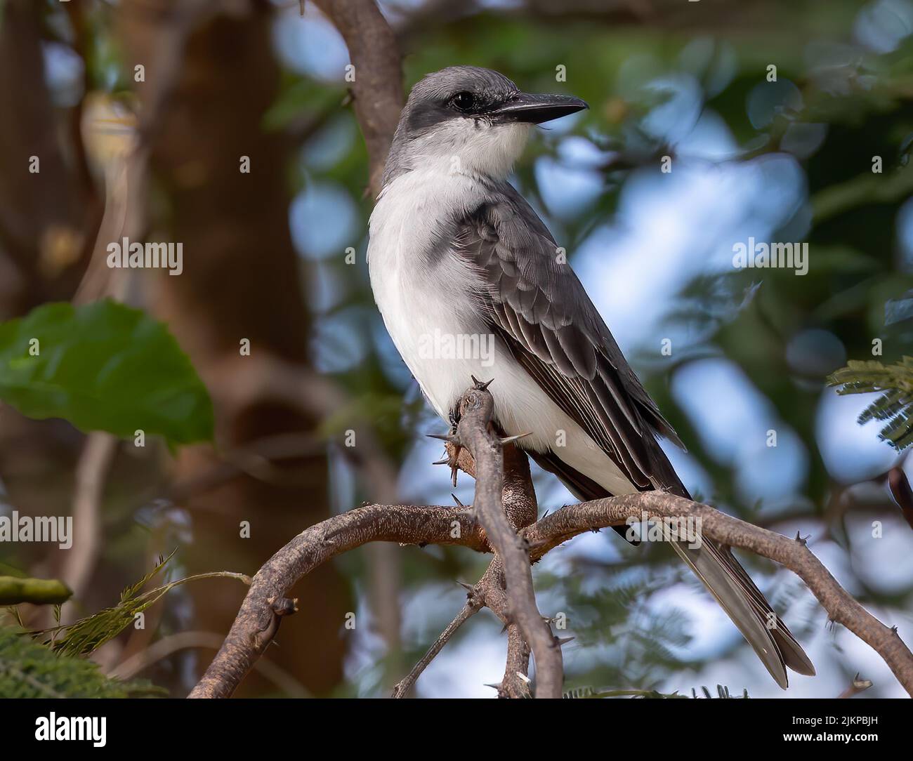 Un primo piano di un re grigio Sparrow in piedi su un ramo d'albero nel giardino con sfondo sfocato Foto Stock