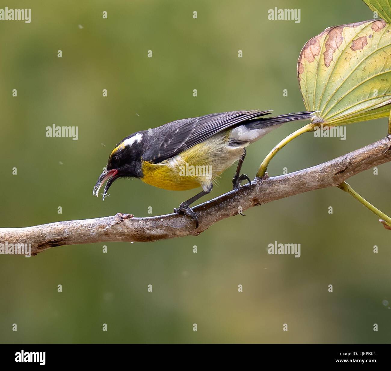 Un primo piano di un uccello Bananaquit in piedi su un ramo dell'albero nel giardino con sfondo sfocato Foto Stock