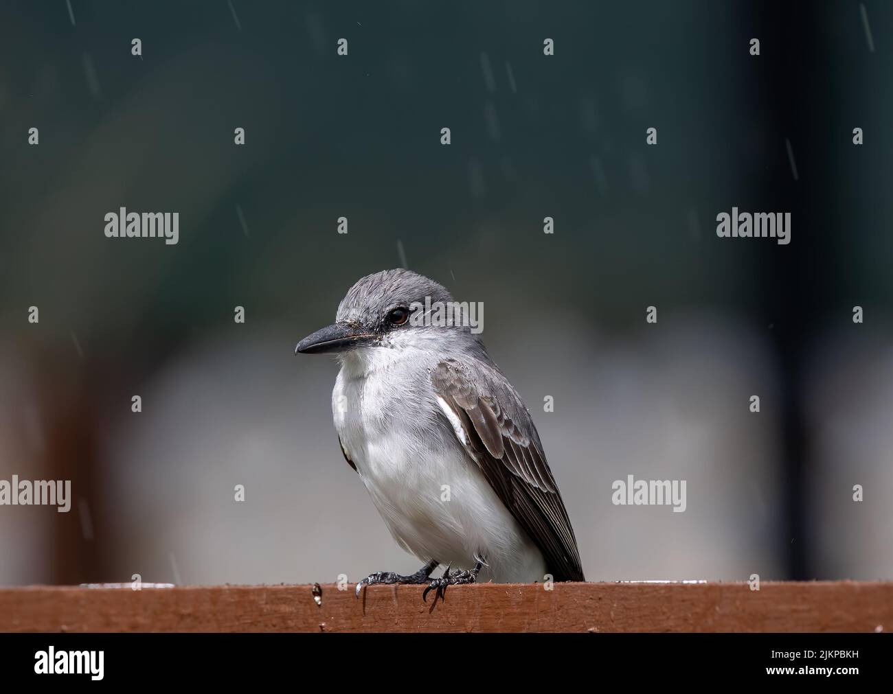 Un primo piano di un re grigio Sparrow in piedi su una parete marrone sotto la pioggia con sfondo sfocato Foto Stock