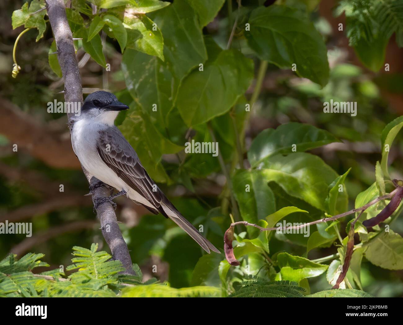 Un primo piano di un re grigio Sparrow in piedi su un ramo d'albero nel giardino in una giornata di sole Foto Stock