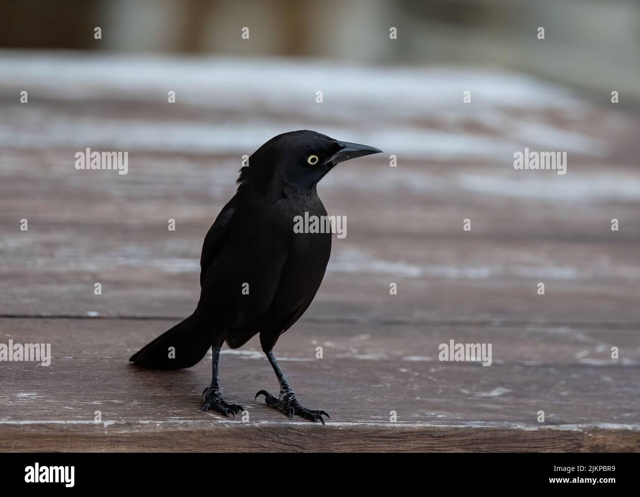 Un primo piano di un uccello carib grackle in piedi su un tavolo di legno con sfondo sfocato Foto Stock