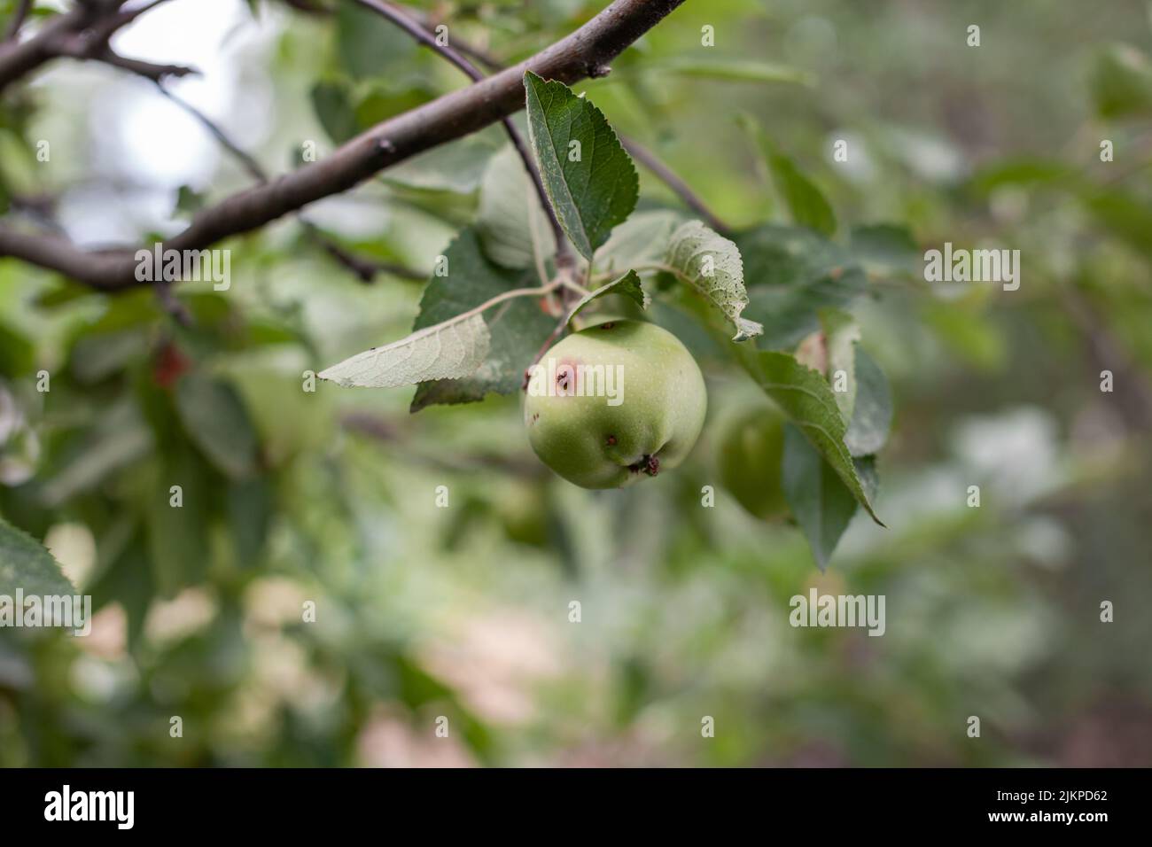 Una mela verde mangiata dal verme pesa su un ramo d'albero nel giardino. Una mela affetta dalla malattia, su un ramo di un albero di mele nel giardino. Un malato s Foto Stock