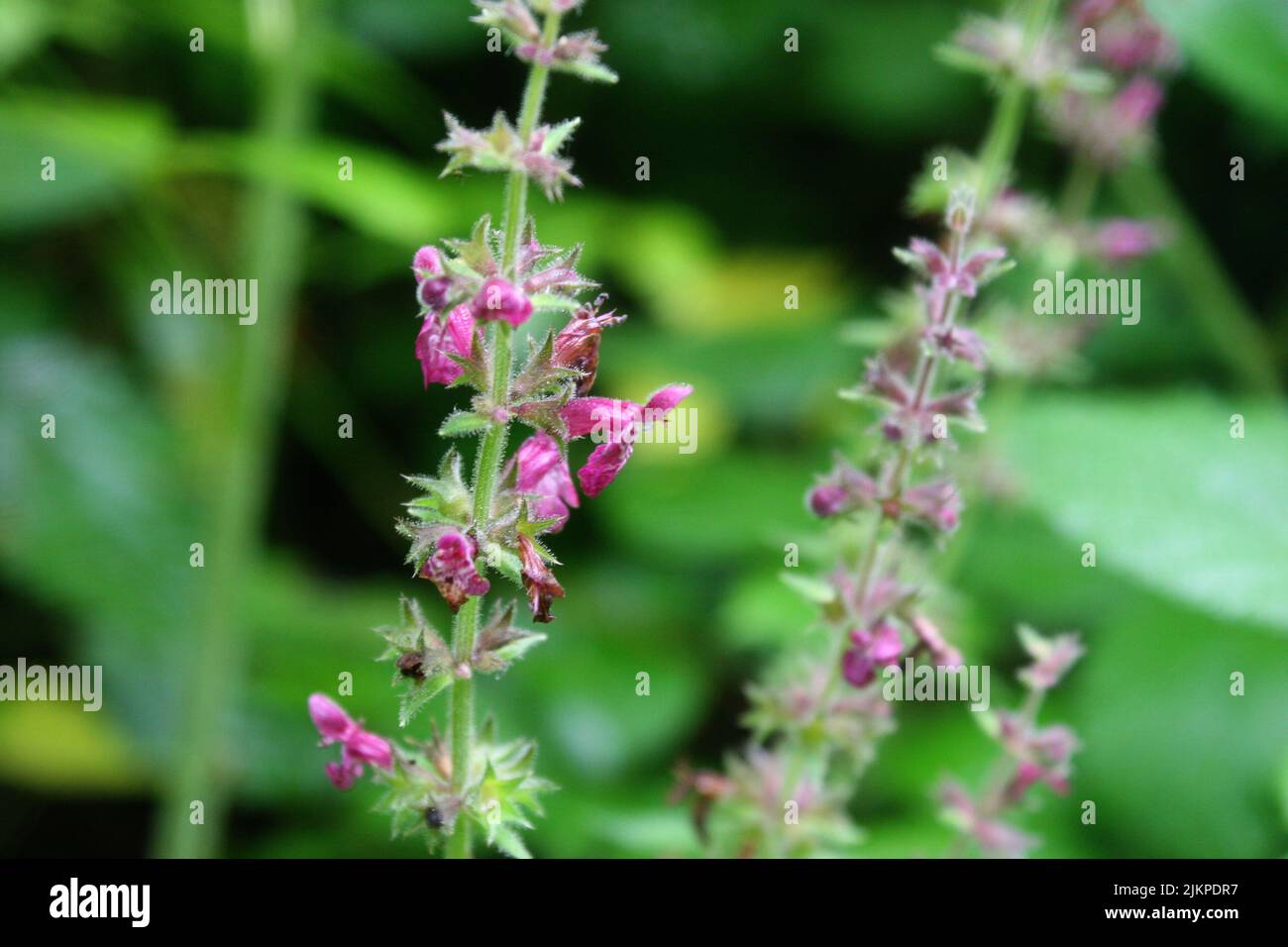 Fiori rosa di siepi di woundwort o whitespot o ortica di siepi (Stachys sylvatica) Foto Stock