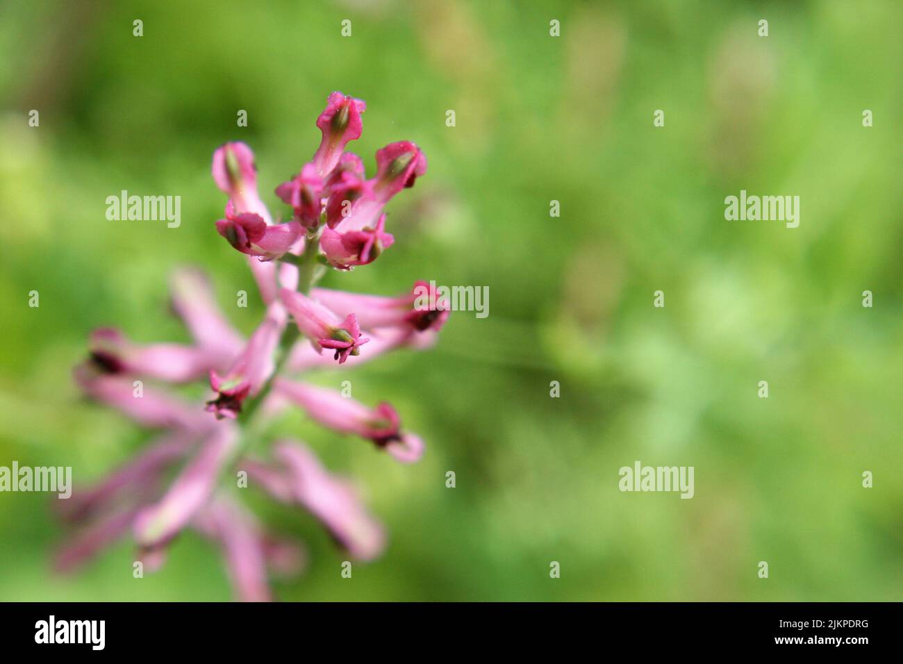 Fumitivo o fumitivo della droga o fumo della terra comune (Fumaria officinalis) fiori viola su sfondo verde Foto Stock