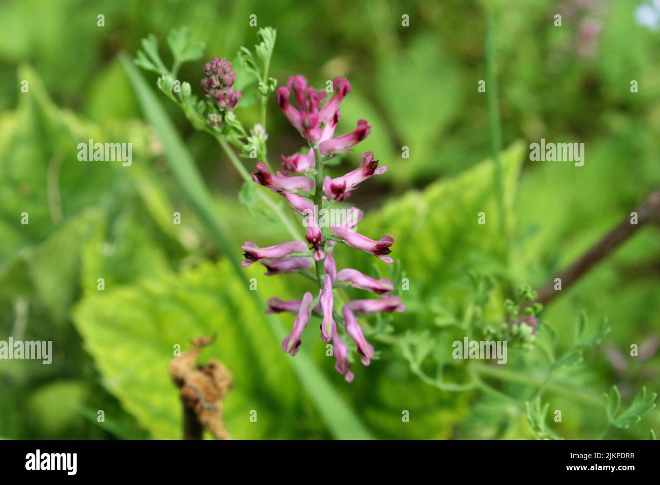 Fumitivo o fumitivo della droga o fumo della terra comune (Fumaria officinalis) fiori viola su sfondo verde Foto Stock