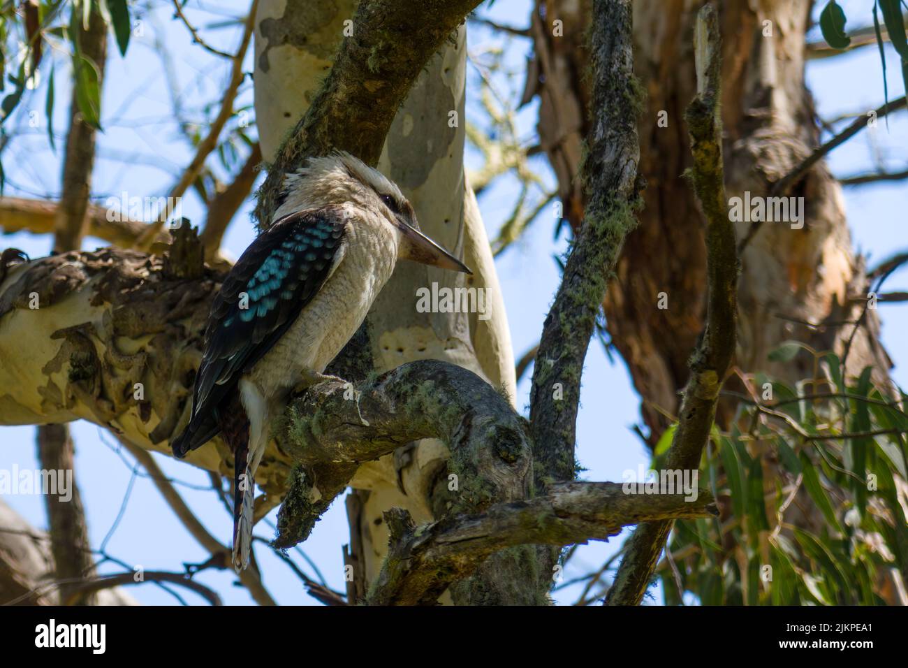 Primo piano di un Kookaburra su un albero Foto Stock