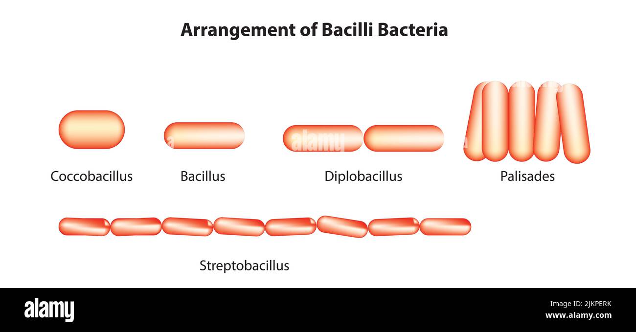 Classificazione dei batteri bacilli Foto Stock