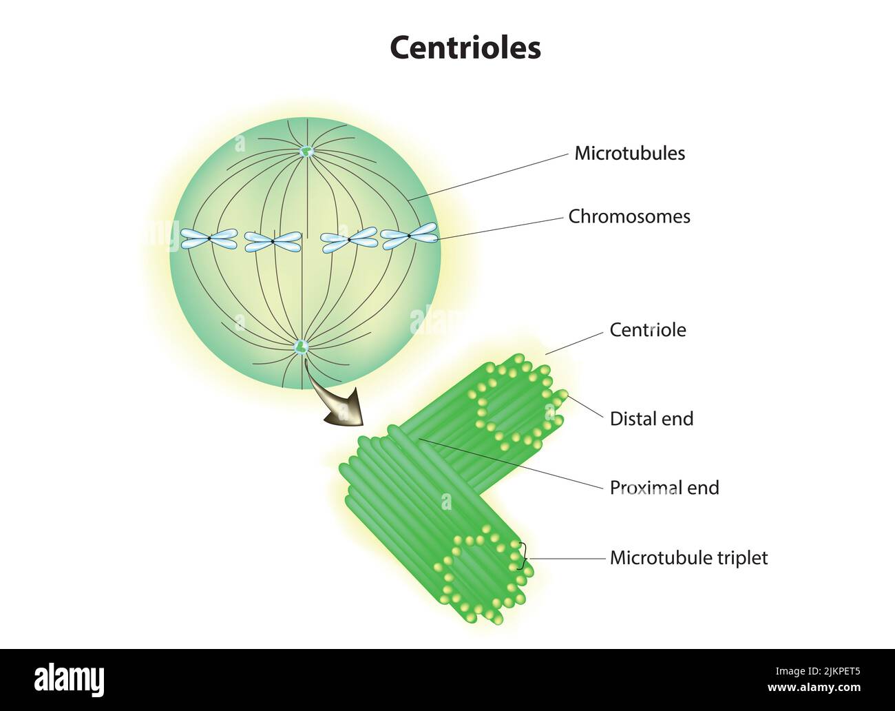 Anatomia di Centrioles Foto Stock