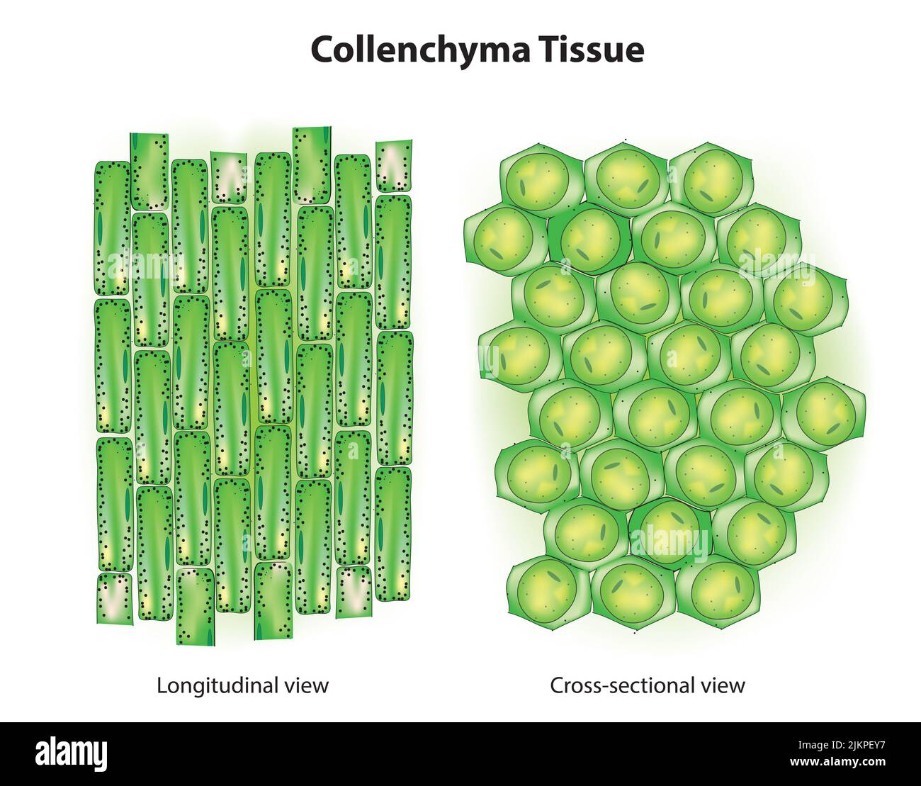 Anatomia del tessuto di Collenchyma Foto Stock