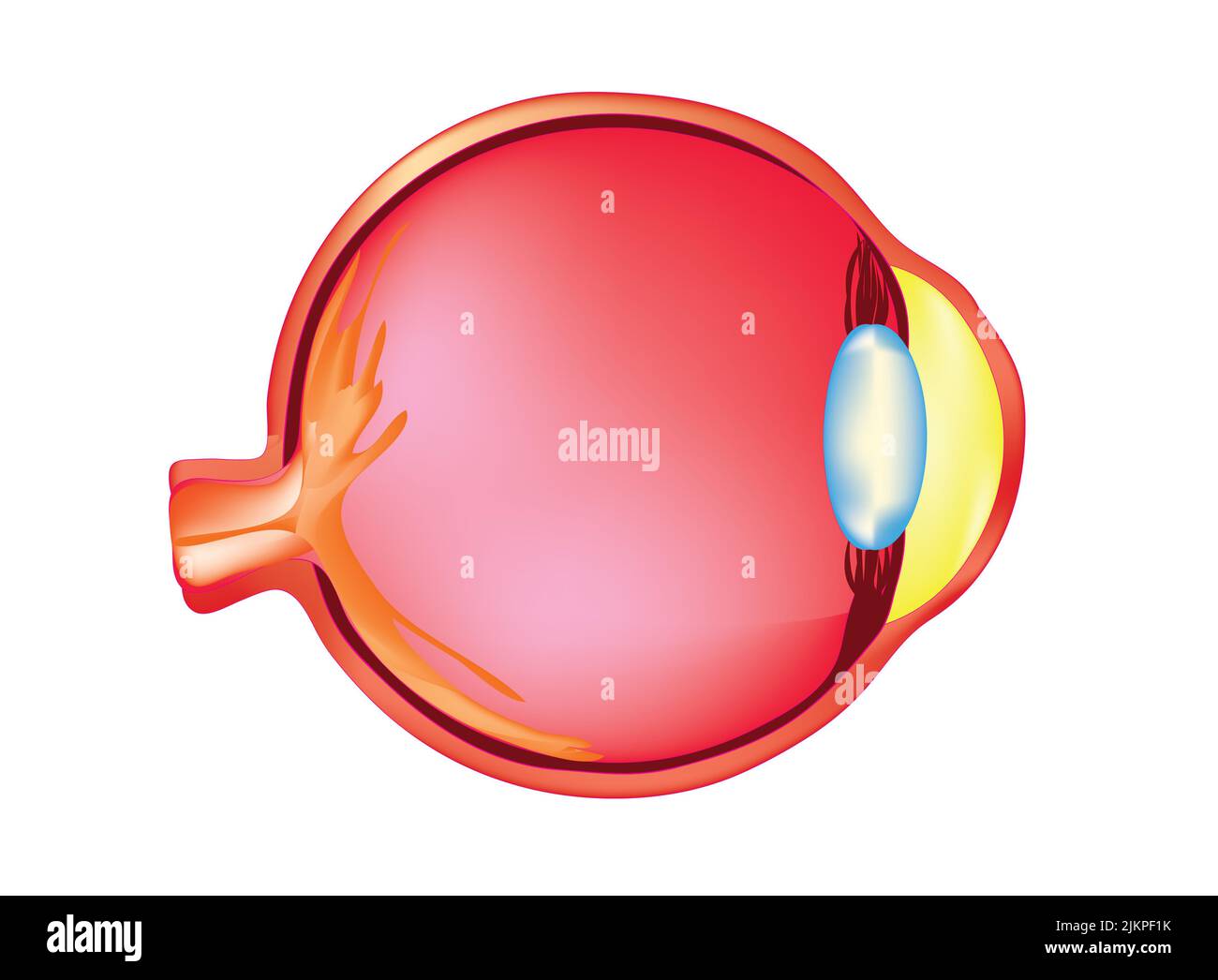 Anatomia strutturale interna dell'occhio Foto Stock