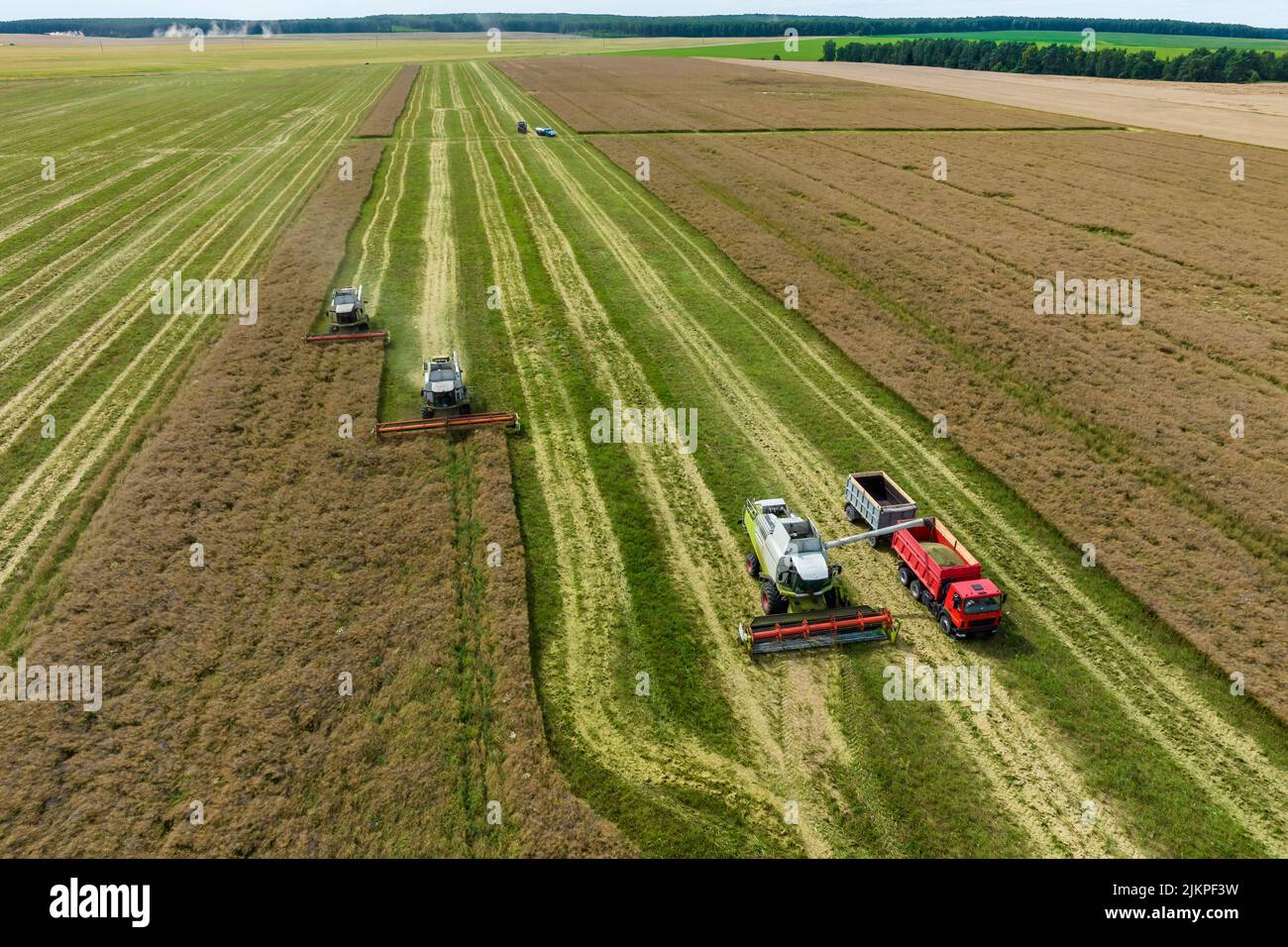 vista aerea sulle moderne macchine pesanti rimuovere il pane di grano maturo nel campo. Lavoro agricolo stagionale Foto Stock