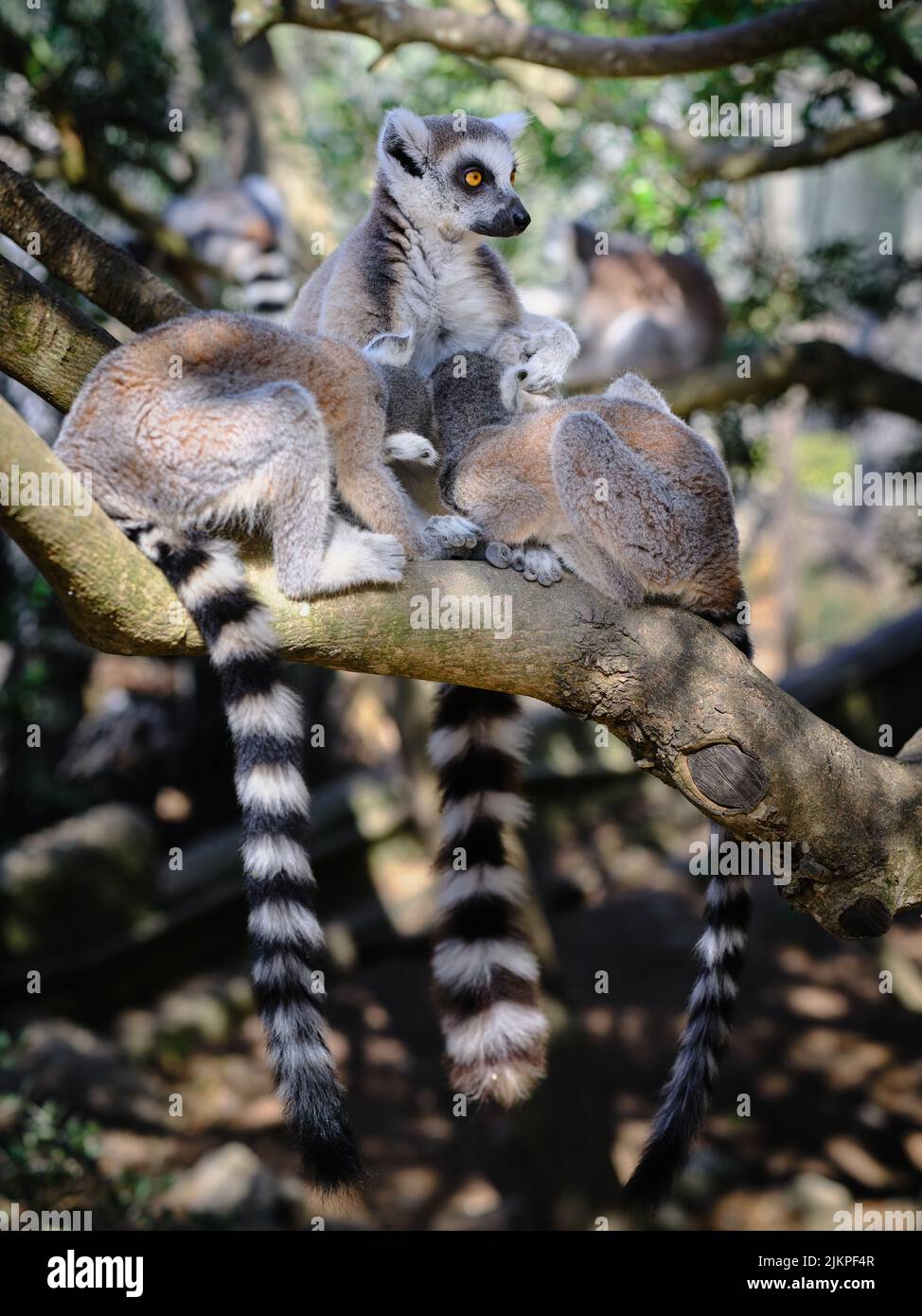 Lemuri dalla coda ad anello poggiati su un ramo d'albero, mostrando code a strisce, volti di allarme e comportamento naturale dei primati in un ambiente zoo. Foto Stock