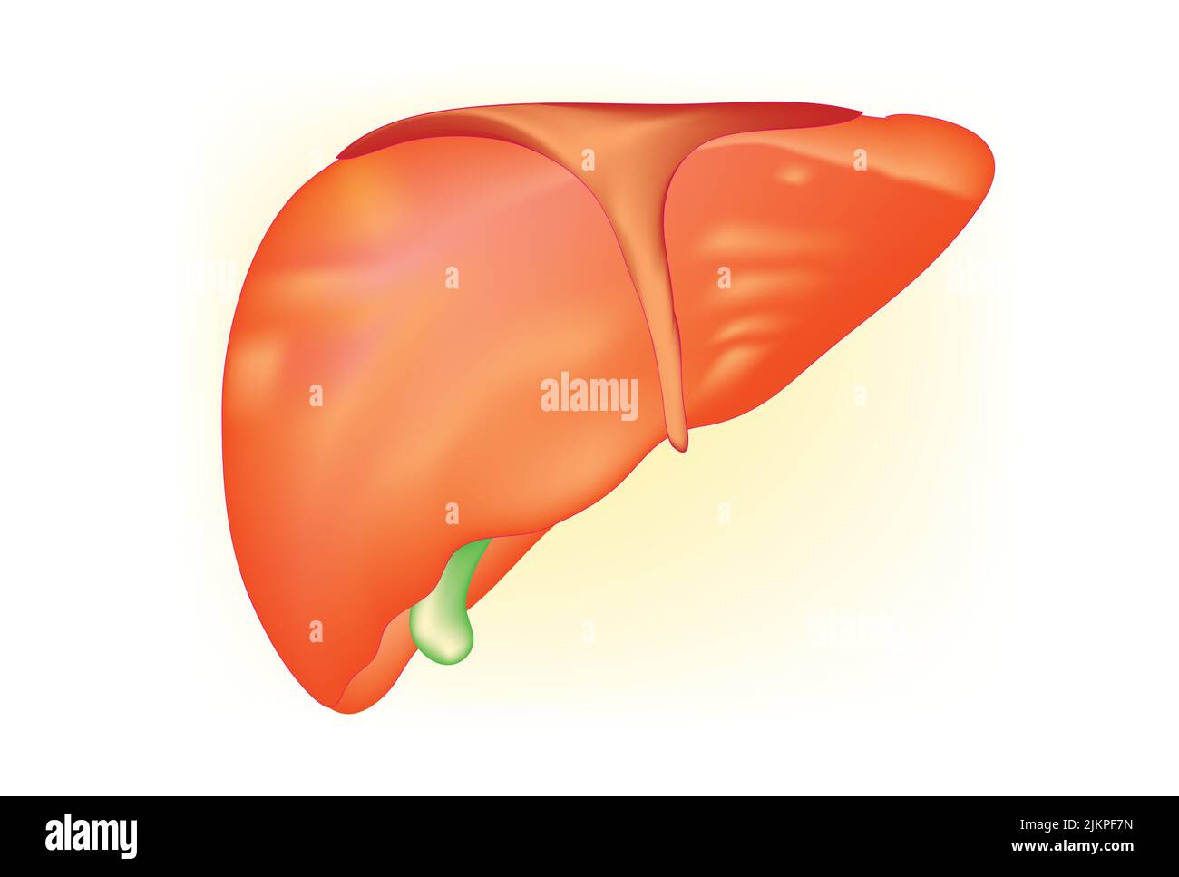 Anatomia del fegato umano Foto Stock