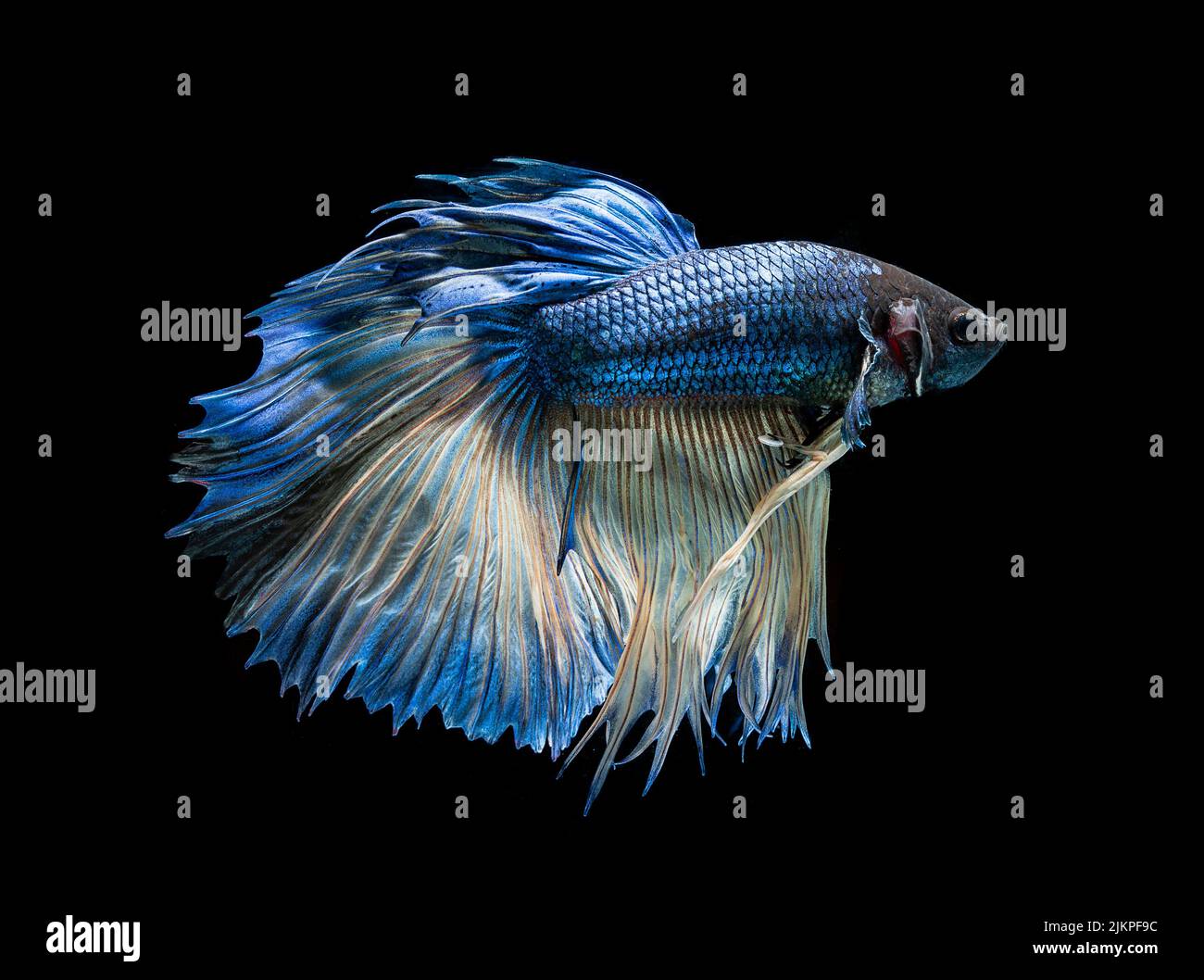 Un primo piano di un pesce betta isolato su sfondo nero Foto Stock