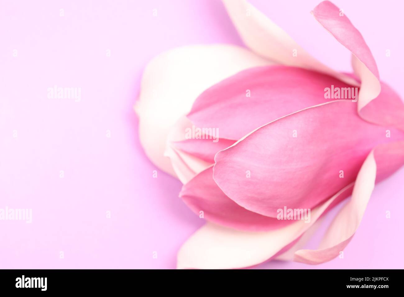 Un lilla monocromatico viola colorato in primo piano di un volutamente sopra esposto fiore di magnolia rosa e petali su uno sfondo viola pallido Foto Stock