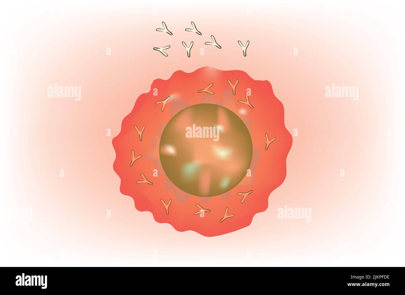 Plasmacellule con anticorpo Foto Stock