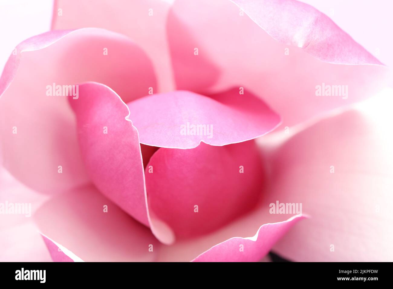 Messa a fuoco morbida e delicata piega rosa del fiore e dei petali magnolia. Primo piano macro estremo che mostra bordi nitidi e colori delicati. Foto Stock