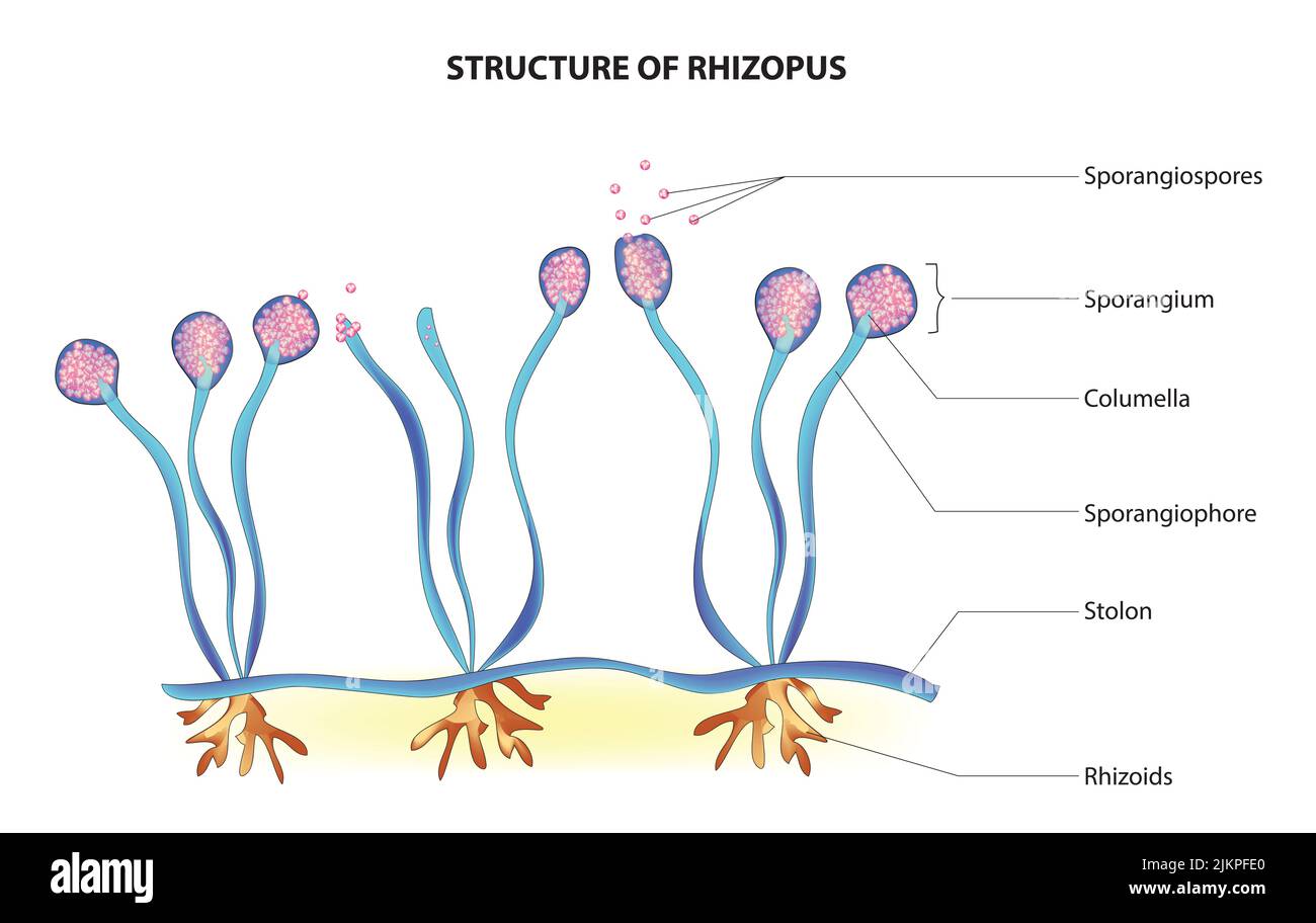 Struttura di Rhizopo Foto Stock