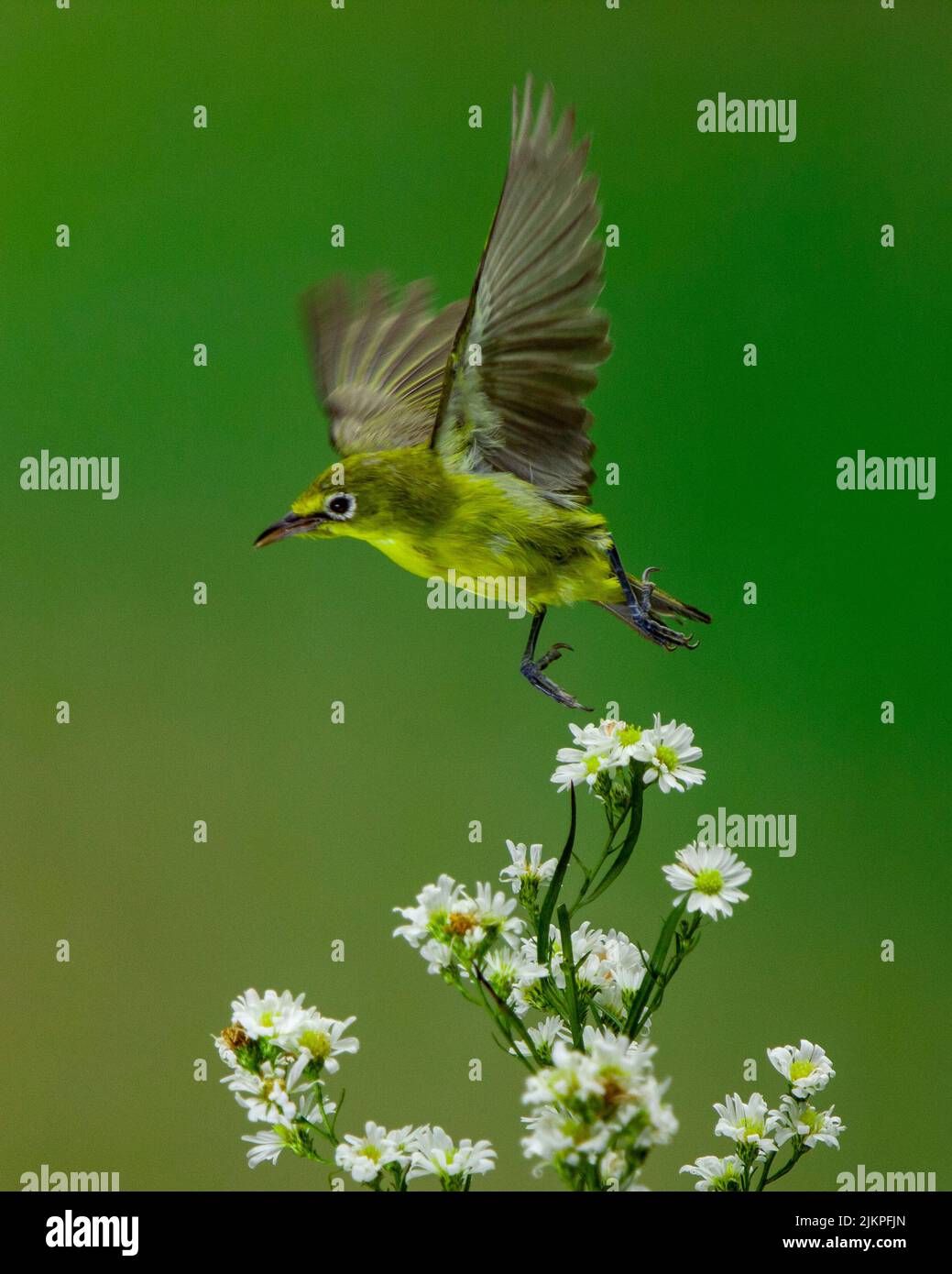 Un uccello dagli occhi bianchi che sorvola un fiore bianco isolato su uno sfondo verde Foto Stock